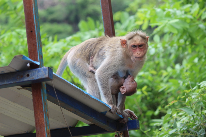 animal family, no people, animals in the wild, young animal, breastfeeding, animal wildlife, monkey mother baby love, care, nature, two animals, outdoors