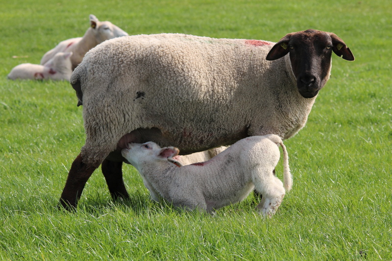 herbivorous, young animal, domestic sheep, animal, green color, outdoors, domestic animals, two animals, infant, milk, young, animal themes, land, pets