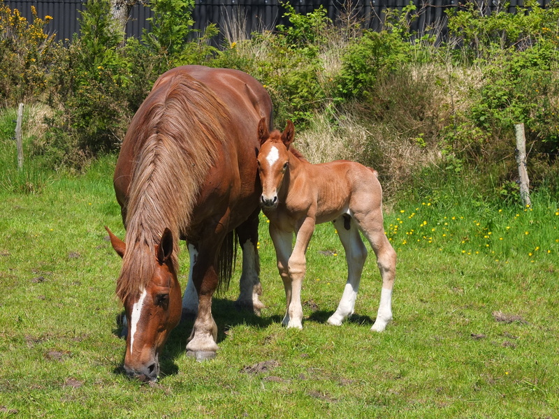 green, land, animal family, domestic animals, pre, animal, animal themes, horses, pets, field, 2K, outdoors, day, two animals, brown, foal, beside, group of animals