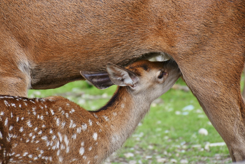 day, photography, brown, roe deer, small, red deer, no people, cute, domestic animals, fawn, group of animals, pets, animal world, herbivorous, deer, breastfeeding