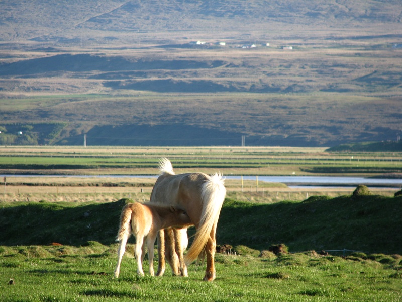 mammal, environment, animal wildlife, nature, mountain range, animal themes, pets, vertebrate, mountain, scenics - nature, grazing, outdoors, horse, field