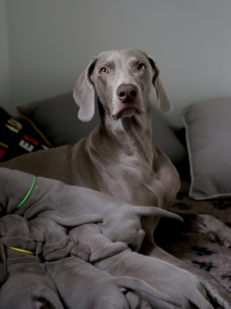vertebrate, sitting, domestic animals, adult, pups, breastfeeding, one animal, dog, indoors, bed, furniture, domestic, 4K, weimaraner, mammal, people