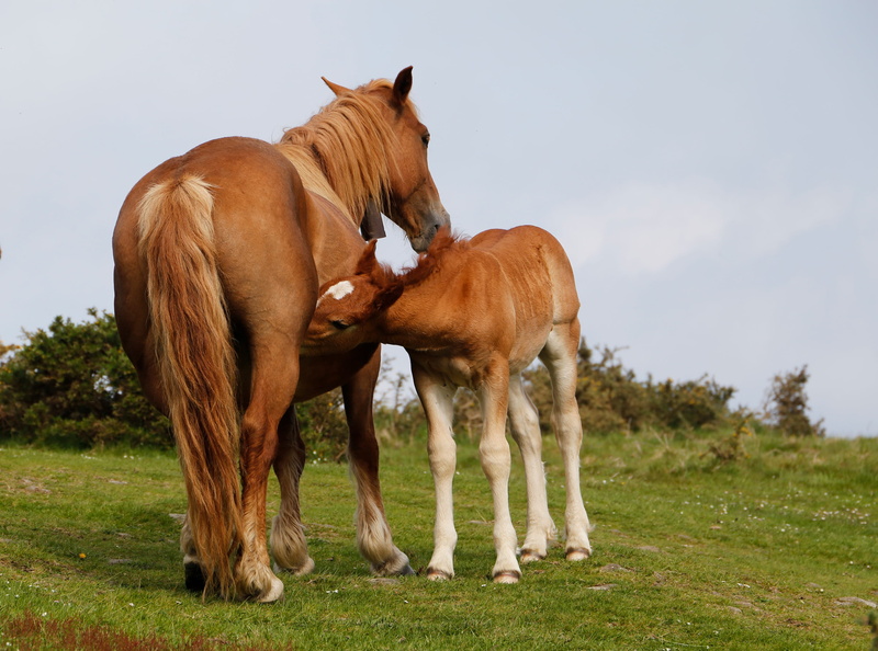 grass, field, group of animals, animals, land, livestock, vertebrate, pastures, mare, domestic, plant, animal family, animal wildlife, breastfeeding, brown