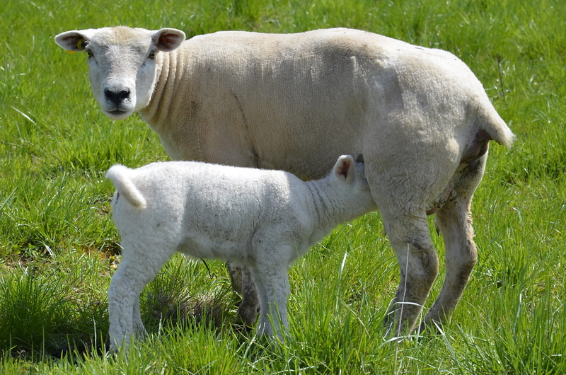 agriculture, group of animals, mammal, vertebrate, countryside, sheep, livestock, farm, lamb, cute, breastfeeding, young animal, domestic, land, animal themes