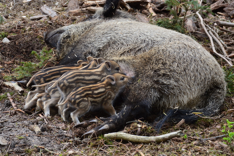 gray, mother, breastfeeding, cub, tree, day, pig, black, the critters, animal family, young animal, Wild Boar, forest, animal themes, field, Animal, 5K