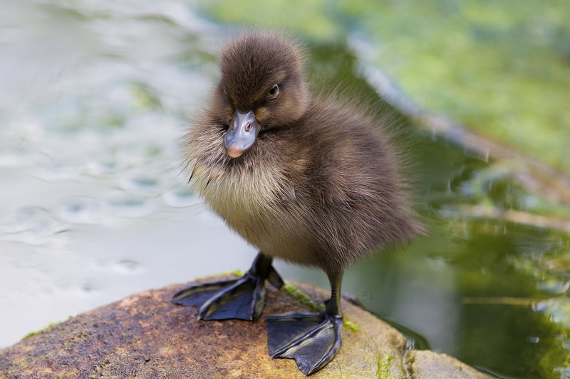 yellow, animal wildlife, focus on foreground, brown, feather, outdoors, vertebrate, animal themes, animals In The Wild, lake, young Bird, bird, young Animal