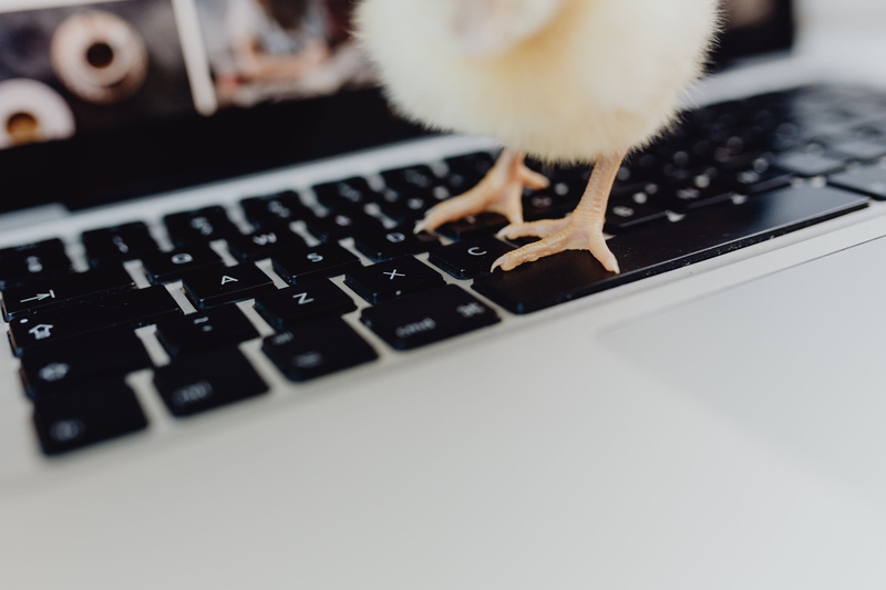 studio shot, 5K, communication, connection, chicken, wireless technology, computer, fluffy, little, laptop, black color, polutry, computer key, domestic animals