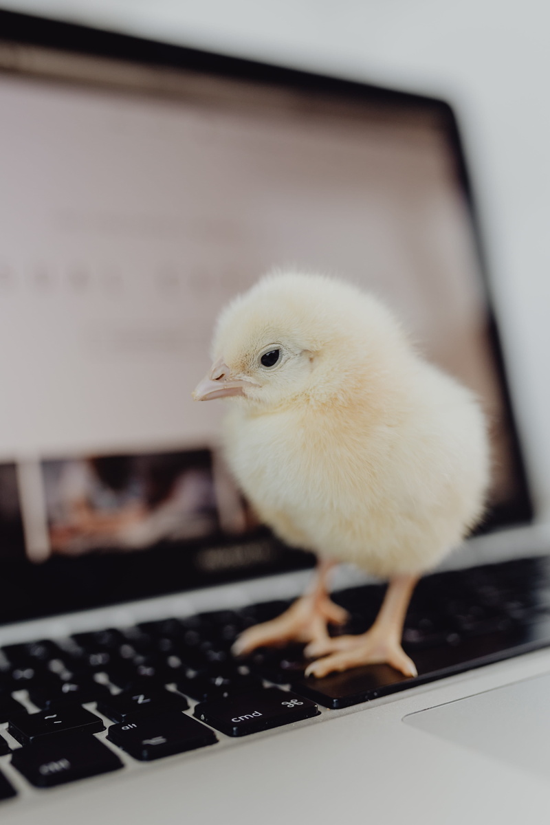 polutry, chicken - bird, one animal, domestic, animal, macbook, livestock, animal themes, laptop, newborn, little, young bird, baby, chicken, yellow, computer