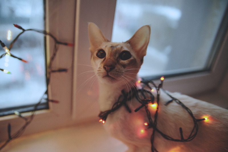 indoors, domestic, 5K, curious, portrait, looking, eyes, home interior, animal, cat, charming, domestic animals, swag, whisker, focus on foreground, one animal