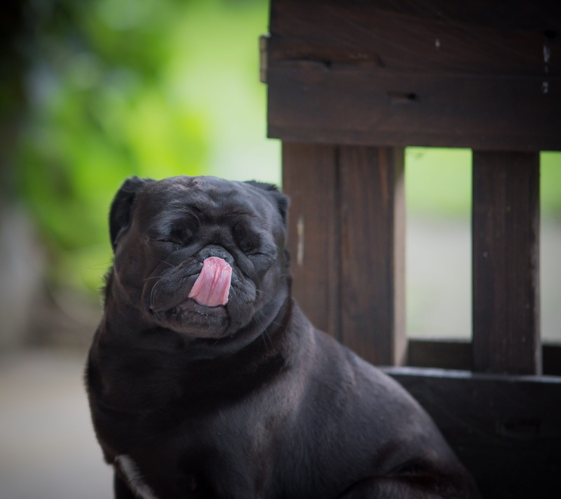 domestic, dog, domestic animals, 4K, animal, canine, no people, sticking out tongue, cute, mammal, sweet, mouth open, panting, one animal, small, pet