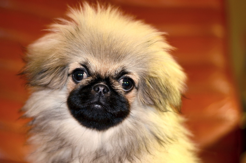 funny, welpe, mammal, pekingese, domestic animals, eyes, looking at camera, animal hair, domestic, furry, shih tzu, each, small, cute, hund, animal eye