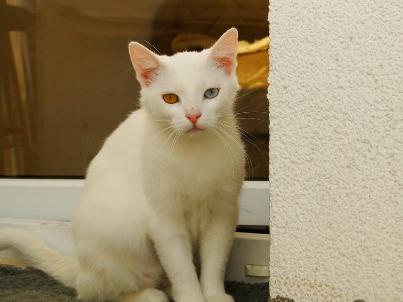 female, cat, white, charming, 2K, white color, looking at camera, mammal, wall - building feature, feline, domestic cat, whisker, domestic animals, fur