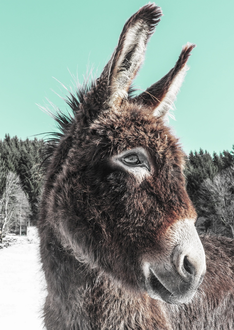 one animal, portrait, shaggy, domestic animals, animal head, love for animals, veterinarian, happy, animal themes, pets, herbivorous, donkey, 2K, sky
