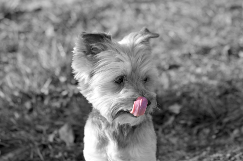 funny, day, lovely, york, 4K, facial expression, pets, animal themes, retro, musings, sticking out tongue, mouth open, lap dog, dog, close-up, mammal