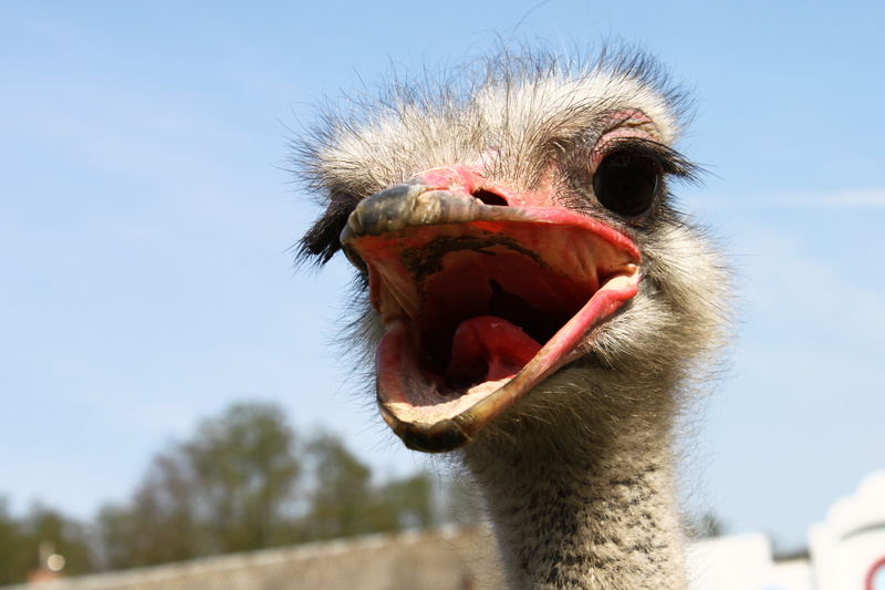 no people, beak, outdoors, charming, funny, ostrich, mouth, animal head, animal nose, nature, birds, animal body part, farm animals, animal wildlife, 4K