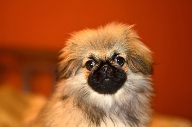 canine, animal head, no people, animal themes, purebred dog, domestic, funny, domestic animals, charming, eyes, 4K, animal eye, one animal, portrait, mammal