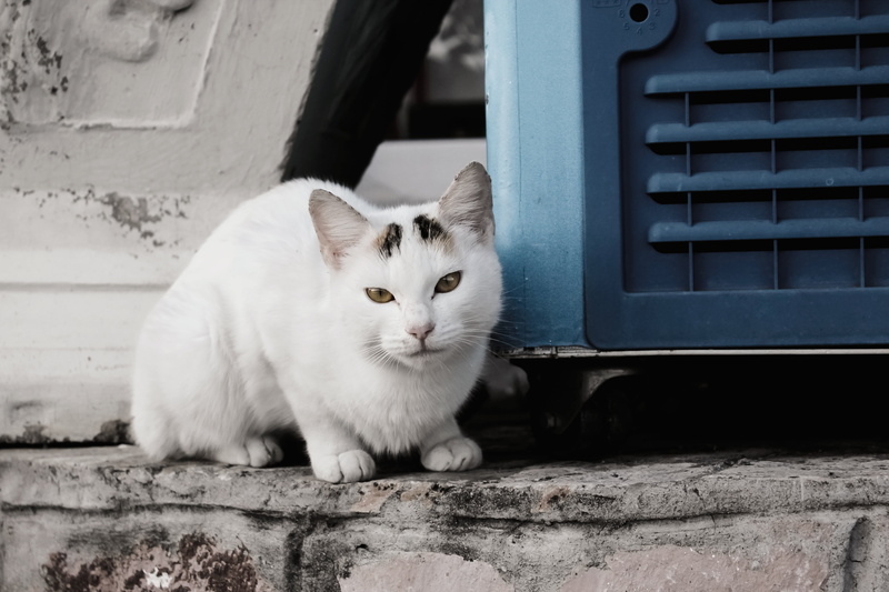 pets, nature, white, sit, funny, mammal, domestic cat, soft, feline, architecture, built structure, charming, no people, kitten, kitty, one animal, furry