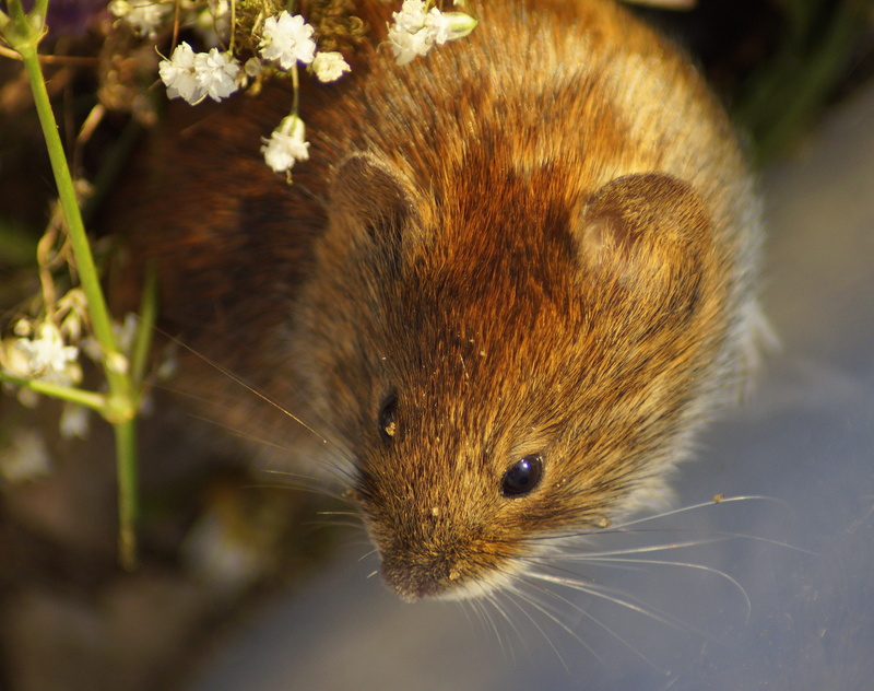 rodent, tender, flowering plant, one animal, mouse, button eyes, whisker, animals in the wild, focus on foreground, close up, portrait, no people, animal head