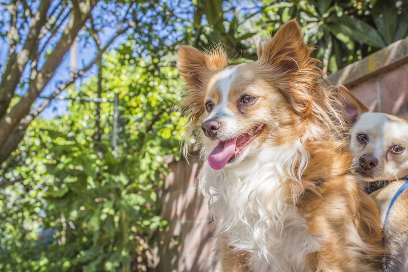 charming, domestic animals, portrait, one animal, chiwawa, lap dog, pet, no people, animal tongue, day, domestic, funny, eyes, pets, vertebrate, animal
