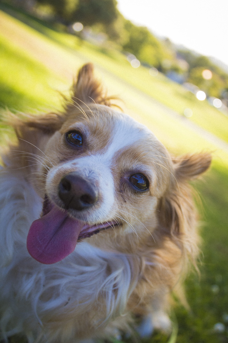 fur, facial expression, animal body part, small, animal, dog, chiwawa, puppy, looking at camera, day, chihuahua, charming, pet, mouth open, canine, vertebrate