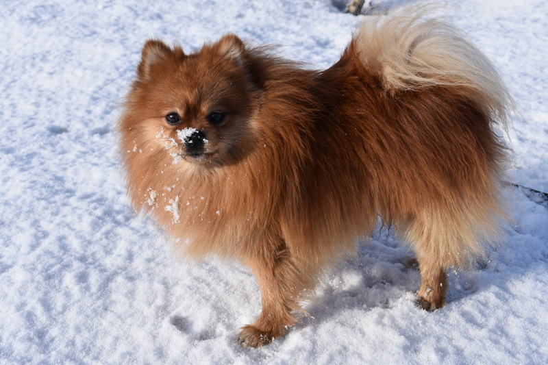 pomeranian, snowing, winter, fur, day, spitz, nature, mammal, looking at camera, young, cold, animals, pets, dog, breed, domestic, warm clothing, domestic animals
