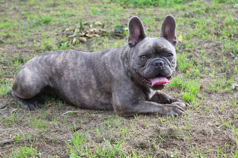 mammal, animal, facial expression, plant, charming, grass, animal themes, cute, one animal, 5K, panting, bulldog, french bulldog, land, small, dog, canine