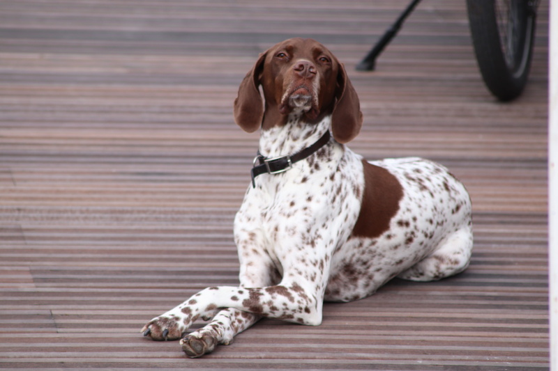 animal, canine, looking away, vertebrate, purebred dog, cute, domestic animals, dalmatian dog, collar, spotted, day, funny, snout, attitude, pets, sitting