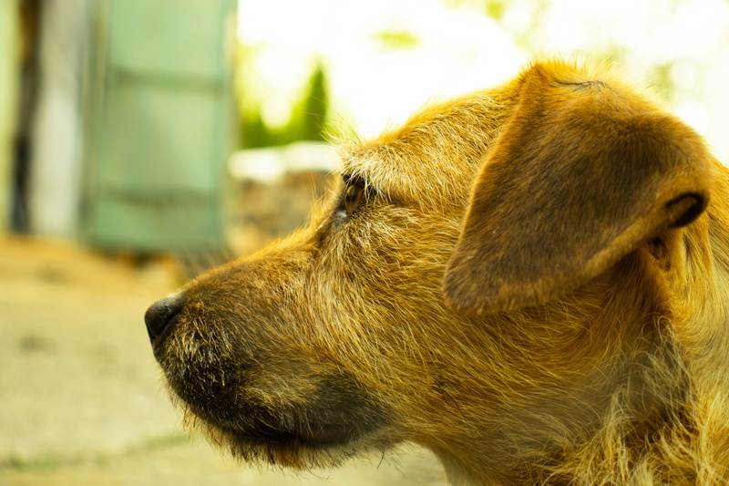 no people, close-up, vertebrate, looking, mammal, pets, cute, portrait, dog, animal portrait, brown, animal head, animal nose, animal, funny, day, focus on foreground
