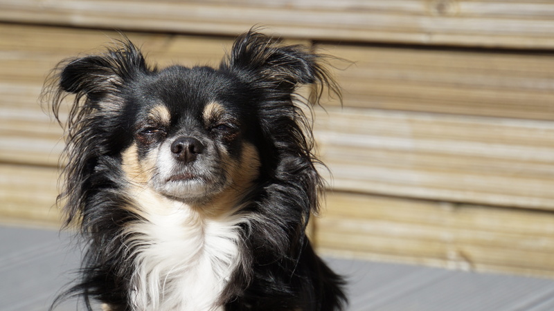 fur, puppy, chihuahua, like the lion king, animal, charming, long hair chihuahua, magic, small, out, indoors, animal themes, animal body part, pets, conceited