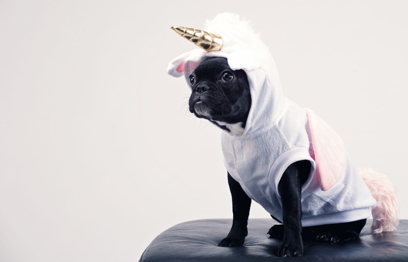 canine, pet clothing, adorable, looking, pug, mammal, animal head, little, sitting, small, vertebrate, clothing, lap dog, purebred dog, one animal, costume