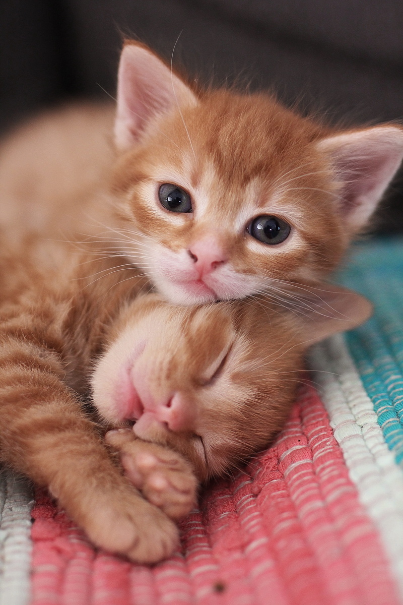 kitten, sleeping, close-up, funny, young animal, pets, 5K, portrait, innocence, adorable, one animal, animal, mammal, domestic cat, domestic, cat, indoors