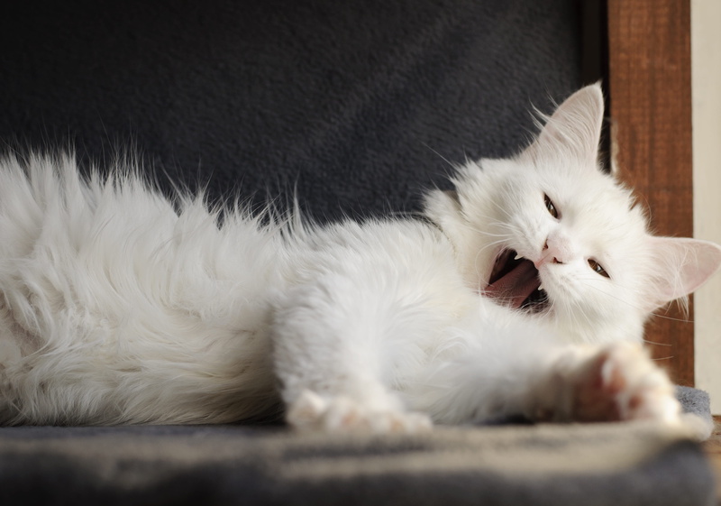 cute, animal themes, kitten, expression, funny, hilarious, vertebrate, 4K, domestic, one animal, pet, mammal, close-up, animal head, indoors, relaxing