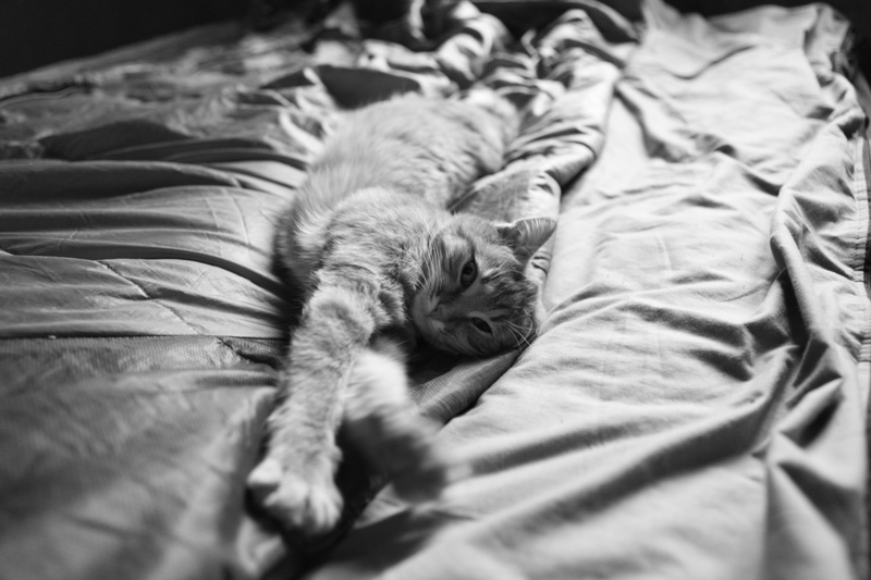 lying Down, morning, vertebrate, pillow, bed, home Interior, close-up, no People, duvet, cat, whisker, comfortable, pets, fur, napping, stretch, cozy, furniture