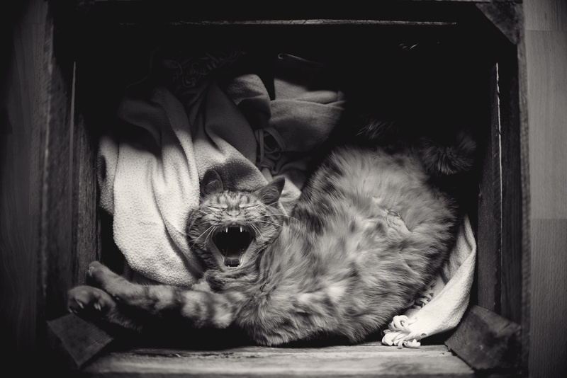 looking at camera, bedtime, stretch, whisker, portrait, fallen, 5K, domestic cat, domestic animals, vertebrate, one animal, box, cat, crate, domestic