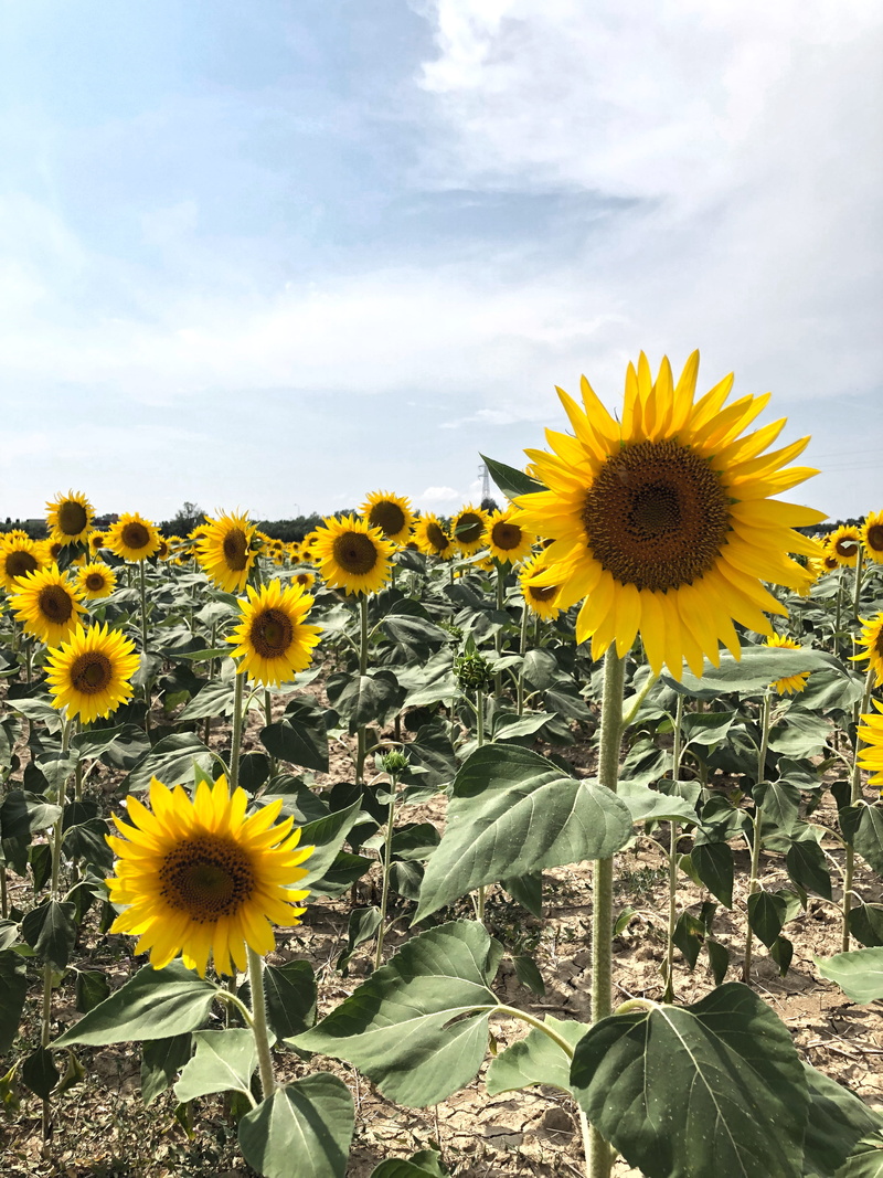 nature, pollen, estate, asteraceae, sunflower, via rosa agazzi, fabioschiano, fragility, freshness, leaf, flower, yellow, blossom, flowering plant, plant part
