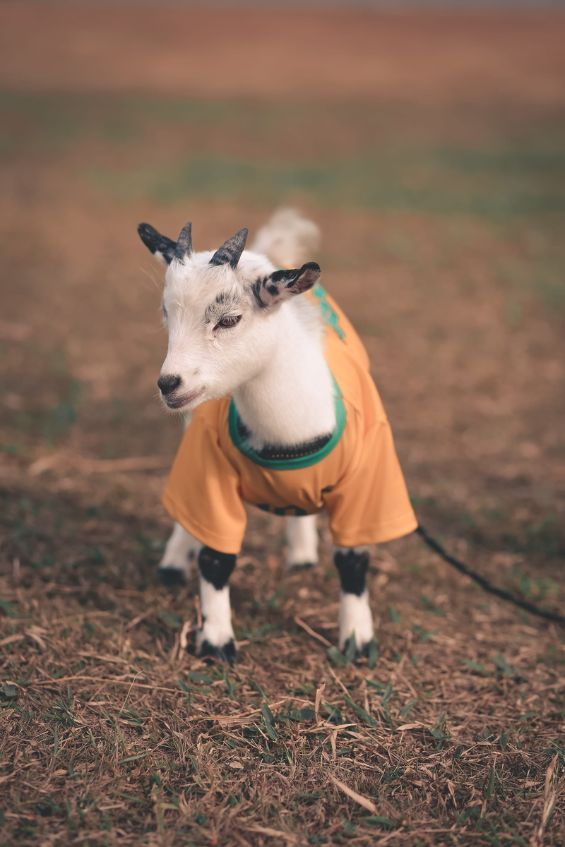 nature, vertebrate, wearing, canine, animal, full length, outdoors, leisure activities, agaric, one animal, domestic animals, flora, day, standing, pets