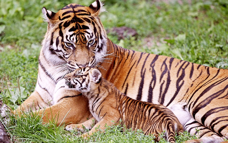 baby, black, 1080P, amp, brown, tiger