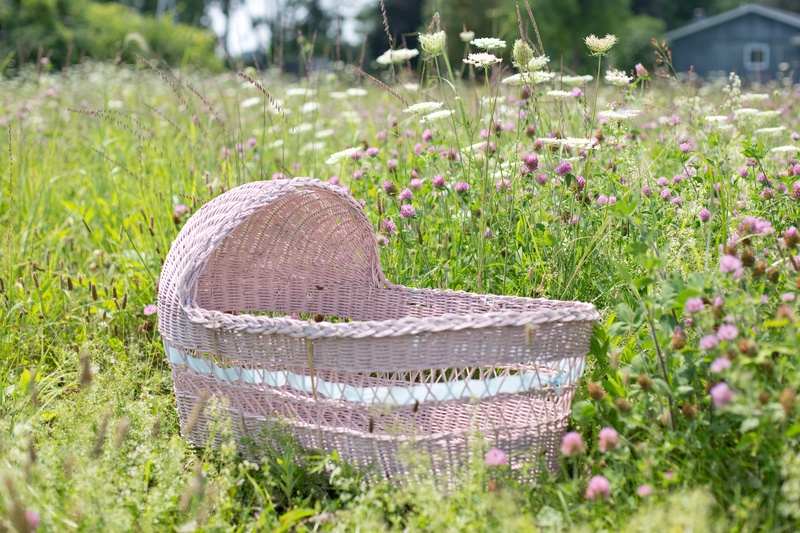 land, garden, wildflowers, nature, flowering plant, sunlight, green color, wicker, day, spring, gardening, bassinet, no people, child, 5K, flower, summer