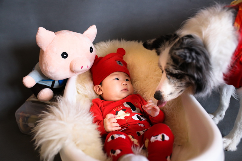 representation, hat, red, indoors, teddy bear, bassinet, dog, pig, 5K, young, toy, black, stuffed toy, white, cute, people, plush, portrait, mammal, celebration