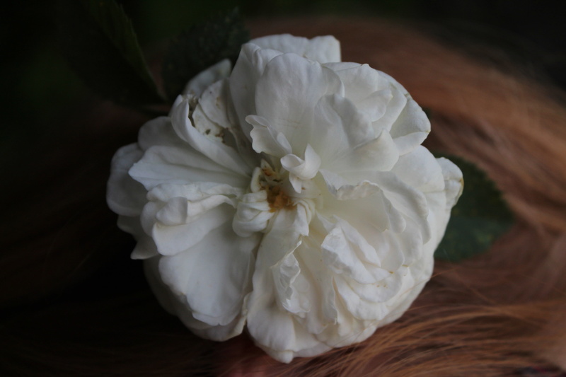beauty in nature, petal, inflorescence, black background, white color, close-up, plant, white rose, rose - flower, rose, macro, fragility, hair, no people