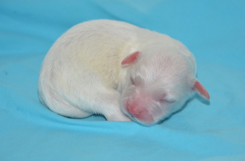 turquoise colored, pets, colored background, rat, blue background, domestic animal, blue, mammal, white color, domestic, puppy, dog, sleeping, studio shot