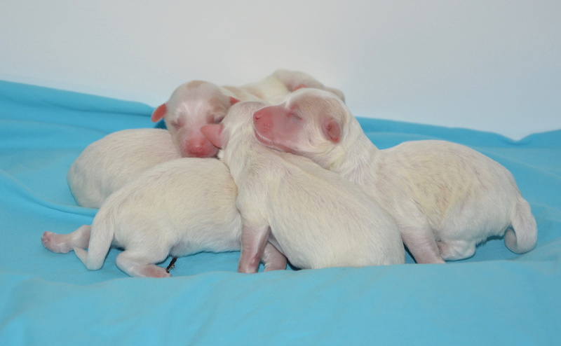 canine, young animal, white, new-born, vertebrate, mammal, indoors, sleeping, togetherness, range puppies, animal, nature, domestic animal, cotton tulear