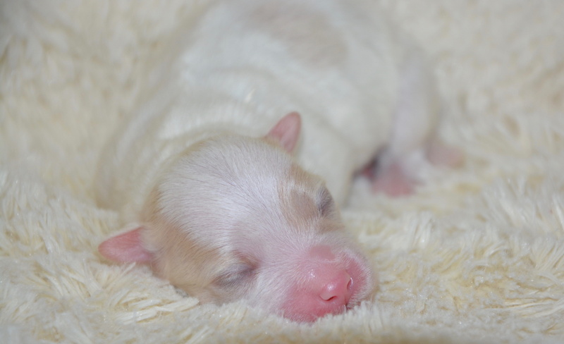 mammal, domestic animal, baby, animal body part, young animal, animal themes, cute, one animal, baby dog, indoors, new born, relaxation, puppy, animal hair