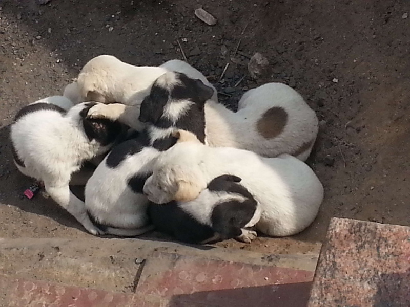 young animal, mammal, new born pupies, no people, medium group of animals, pets, puppy, day, relaxation, domestic, domestic animals, vertebrate, sleeping