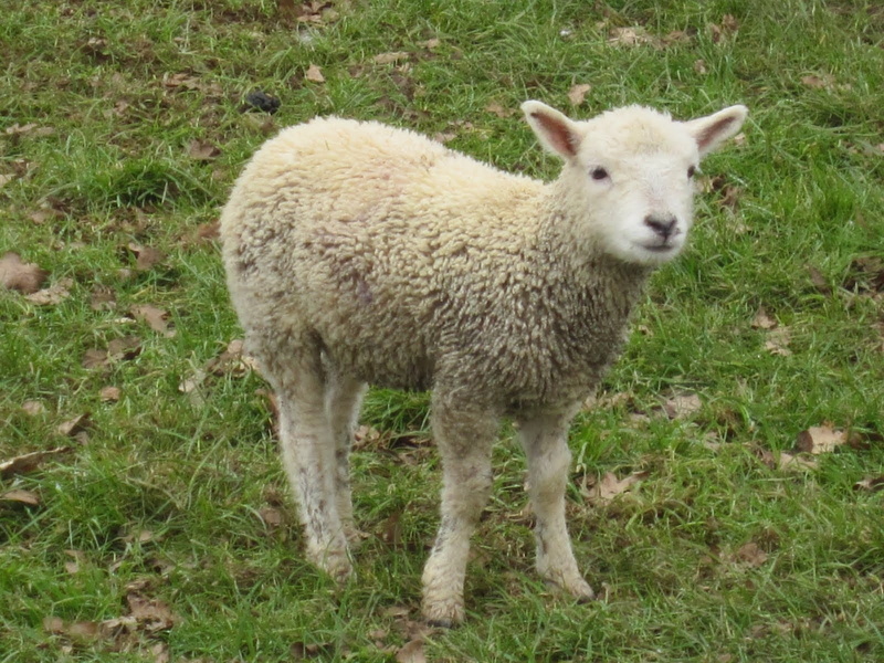 oveja, 720P, naturaleza, bebe