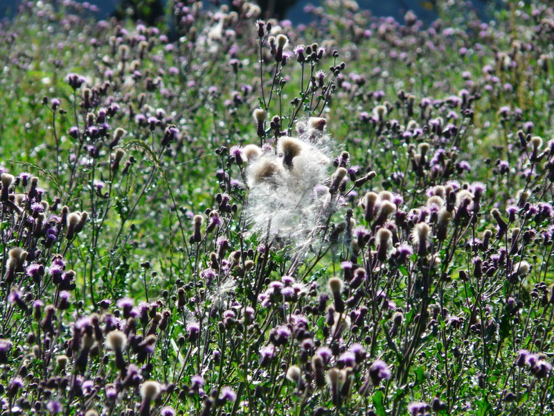 be incites, reddish, fill, asteraceae, thistle field, growth, animal wildlife, infructescence, leaves, cirsium arvense, arable weed, gynodioezisch, animal themes