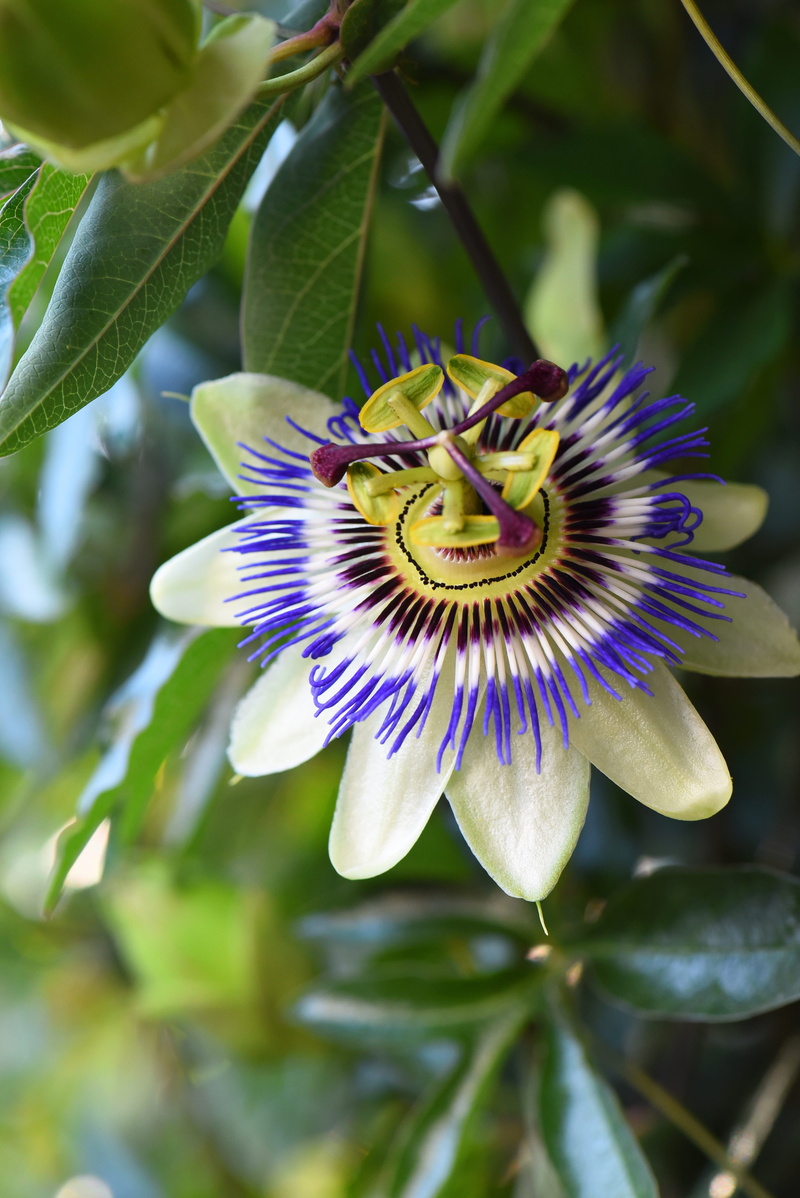 bloom, purple, no people, day, fragility, exotic, petal, freshness, beauty in nature, colorful, flower head, blossom, focus on foreground, mark, close-up