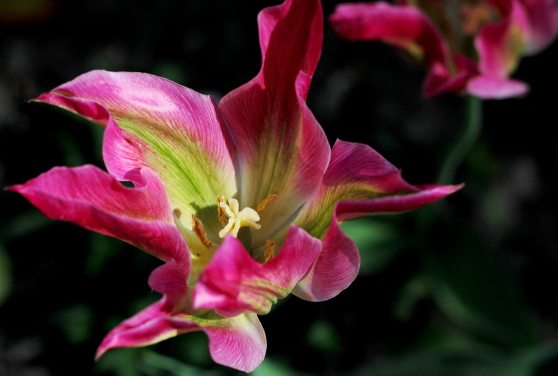 springtime, pointy, nature, botany, spring, plant, growth, pollen, tulip, flower, focus on foreground, fragility, 4K, green, lily, black background, garden