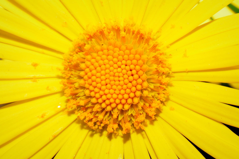flower, freshness, nature, vulnerability, pollen, fragility, yellow, plant, full frame, inflorescence, flowering plant, 5K, day, flower head, petal, close-up