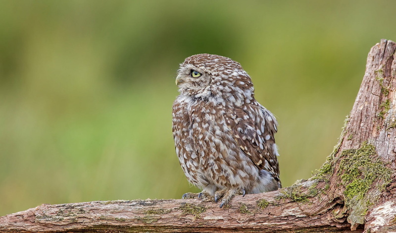 focus on foreground, one animal, close-up, no people, rock, animal themes, animal wildlife, vertebrate, animals in the wild, tree, animal, bird, day, perching